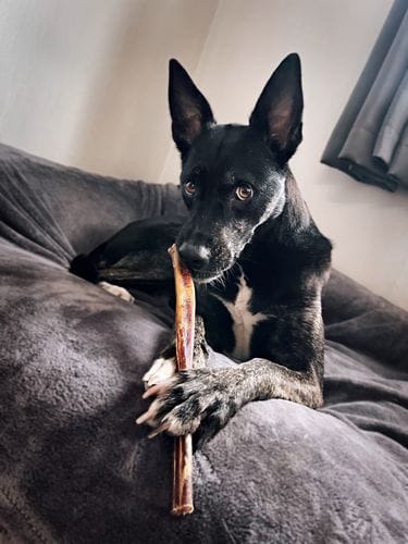 Customer photo review of 10-12 Inch Standard Collagen Wrapped in Bully Stick
