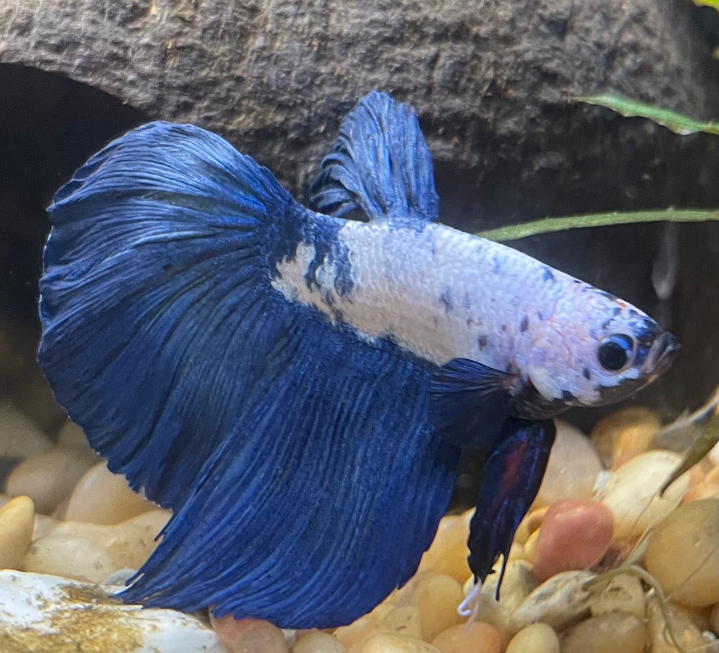 Customer photo review of Blue Marble Dot Halfmoon Male Betta Fish | Grower Pick