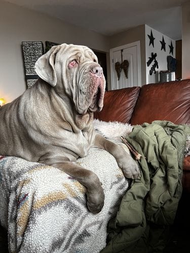 Customer photo review of 10-12 Inch Standard Collagen Wrapped in Bully Stick