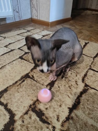 Customer photo review of DogCatFri™ HuntingToy - 2 i 1 Simuleret Interaktivt Jagtlegetøj