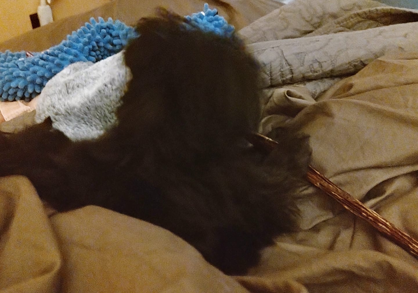Customer photo review of 6 Inch Beef Jerky Stick