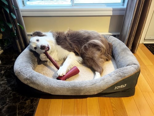 Customer photo review of 10-12 Inch Standard Collagen Wrapped in Bully Stick