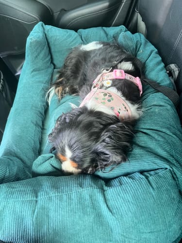 Customer photo review of PaWz Dog Car Booster Seat