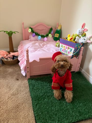 Customer photo review of Empire Dog Sweatshirt