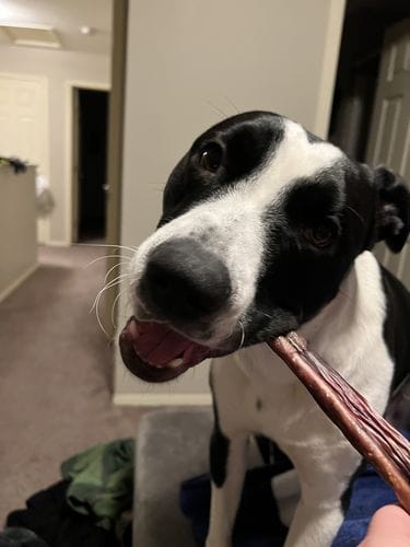 Customer photo review of 10-12 Inch Standard Collagen Wrapped in Bully Stick