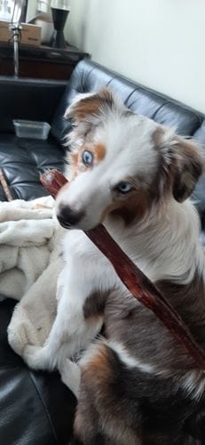 Customer photo review of 10-12 Inch Standard Collagen Wrapped in Bully Stick