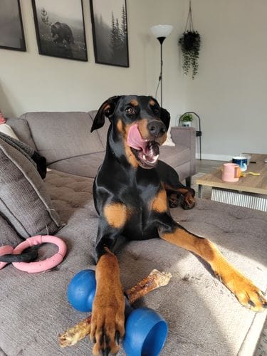 Customer photo review of 10-12 Inch Standard Collagen Wrapped in Bully Stick
