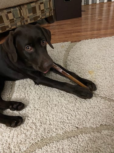 Customer photo review of 10-12 Inch Standard Collagen Stick
