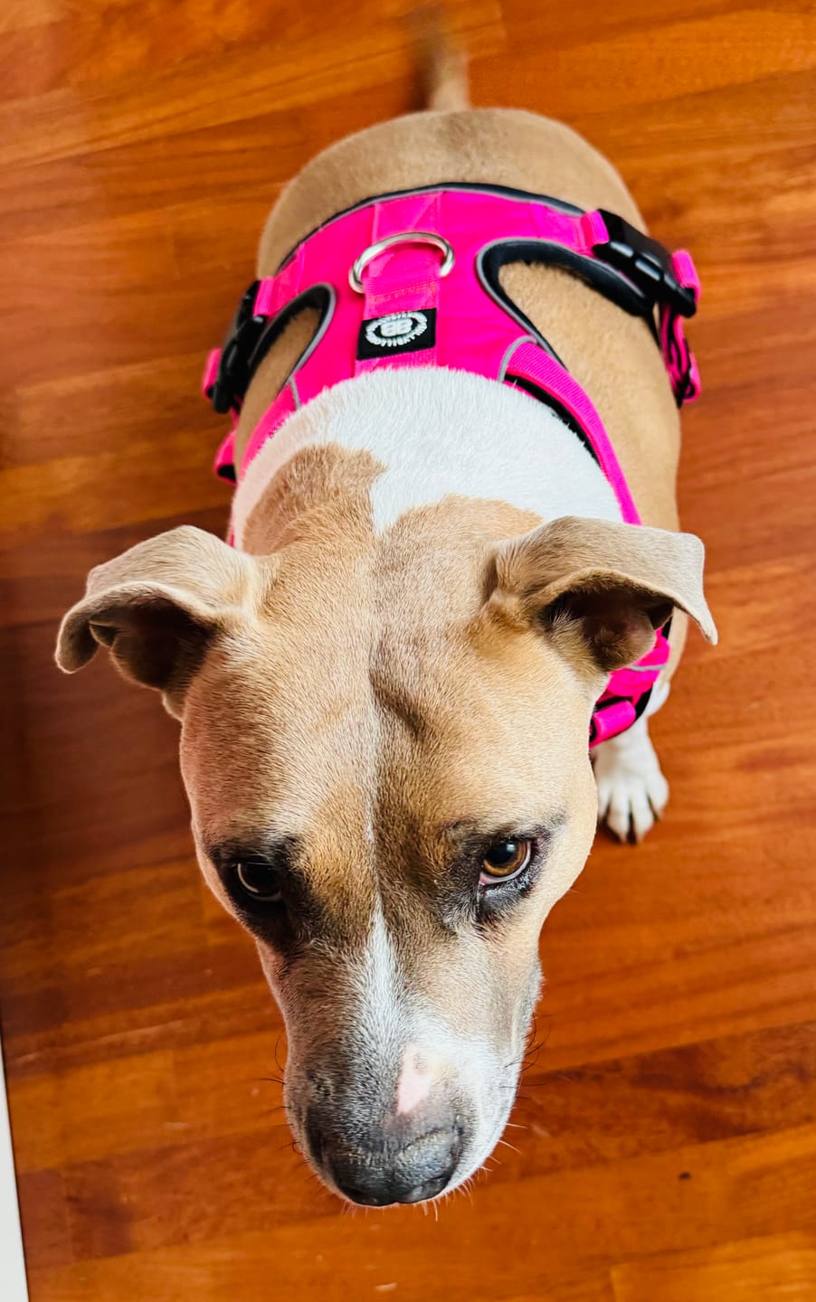 Customer photo review of Premium Comfort Harness | Non Restrictive & Adjustable - Magenta