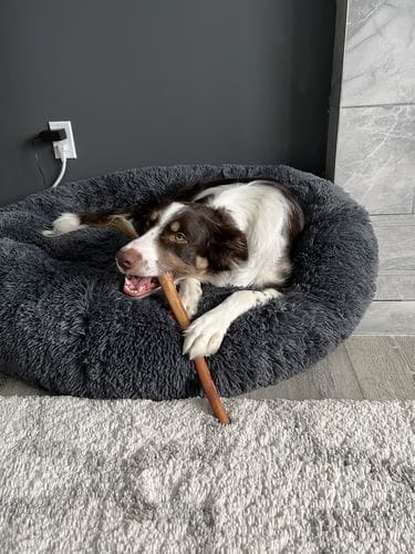 Customer photo review of 10-12 Inch Standard Collagen Wrapped in Bully Stick
