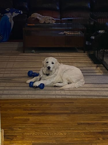 Customer photo review of 10-12 Inch Standard Collagen Wrapped in Bully Stick