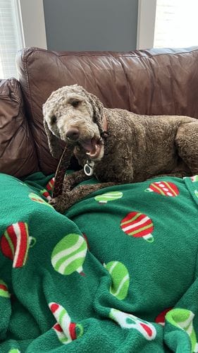 Customer photo review of 10-12 Inch Standard Collagen Wrapped in Bully Stick