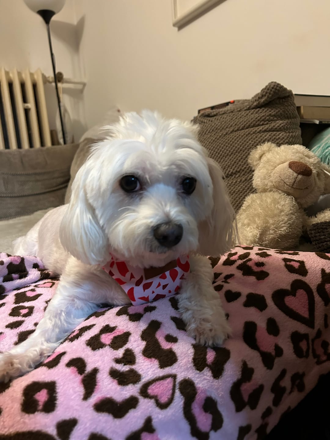 Customer photo review of Smycz miejska "Pink Terrazzo" - czarne okucia