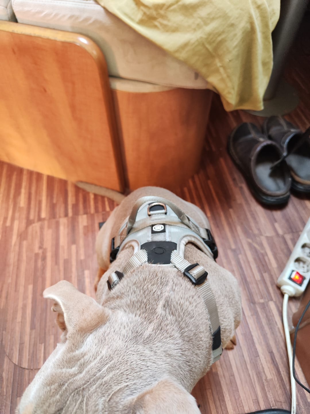 Customer photo review of Hurricane Harness - Non Restrictive, With Handle, Adjustable & Reflective - All Breeds - Grey