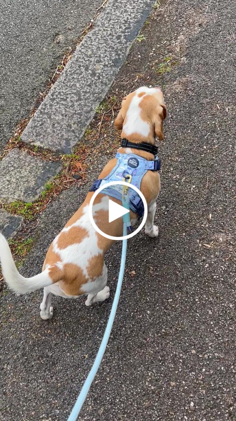 Customer video review of Tough Trails™ Harness - Eeyore