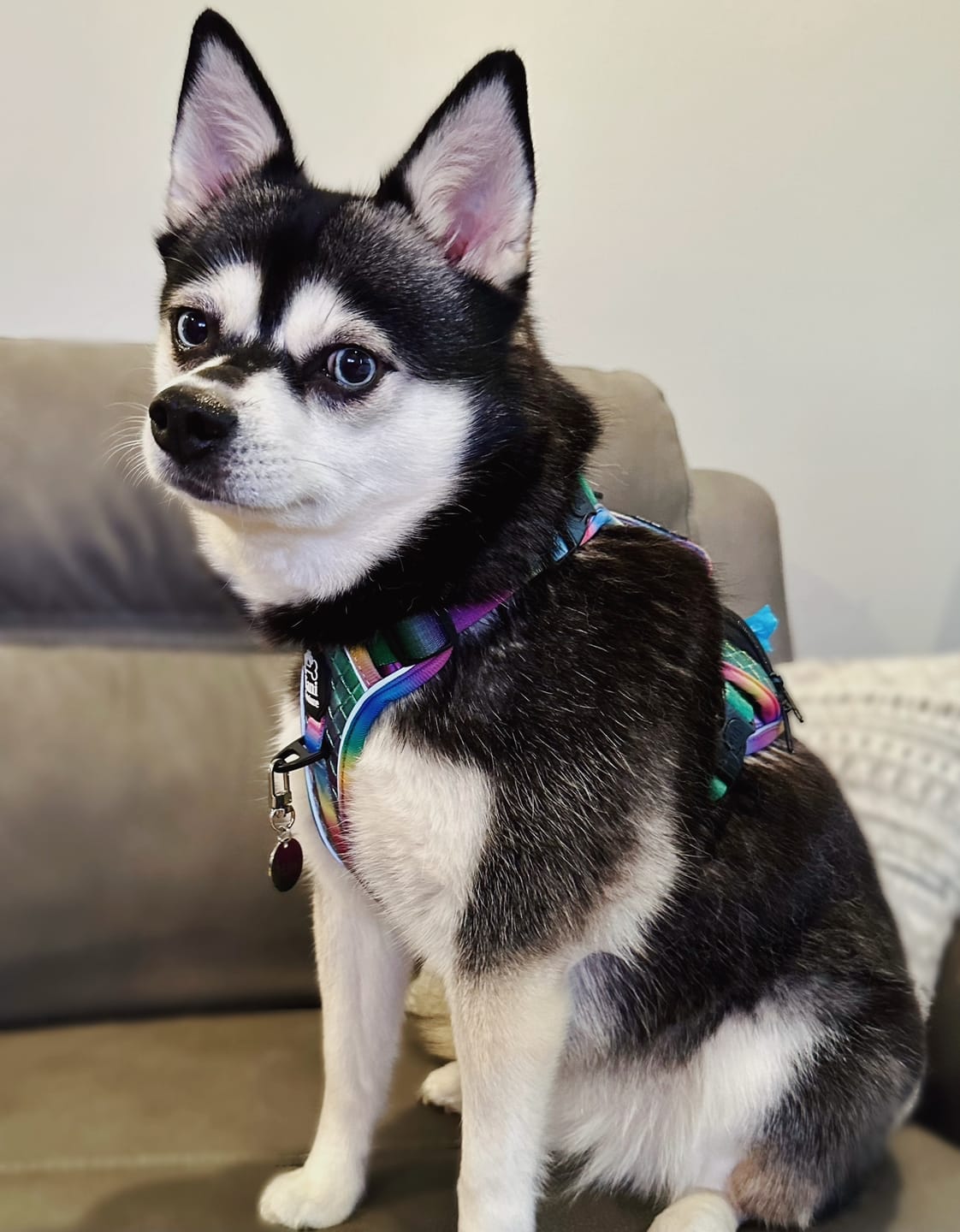 Customer photo review of Blushing Sands - Adventure Leather Harness