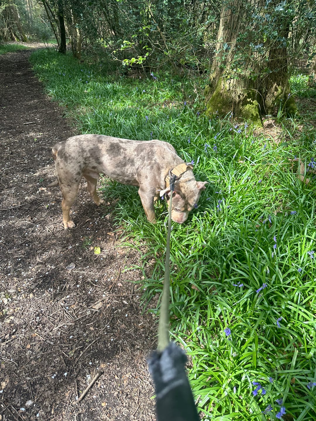 Customer photo review of 5cm LIGHTER Combat® Collar | With Handle Rated Clip - Tan x Tan