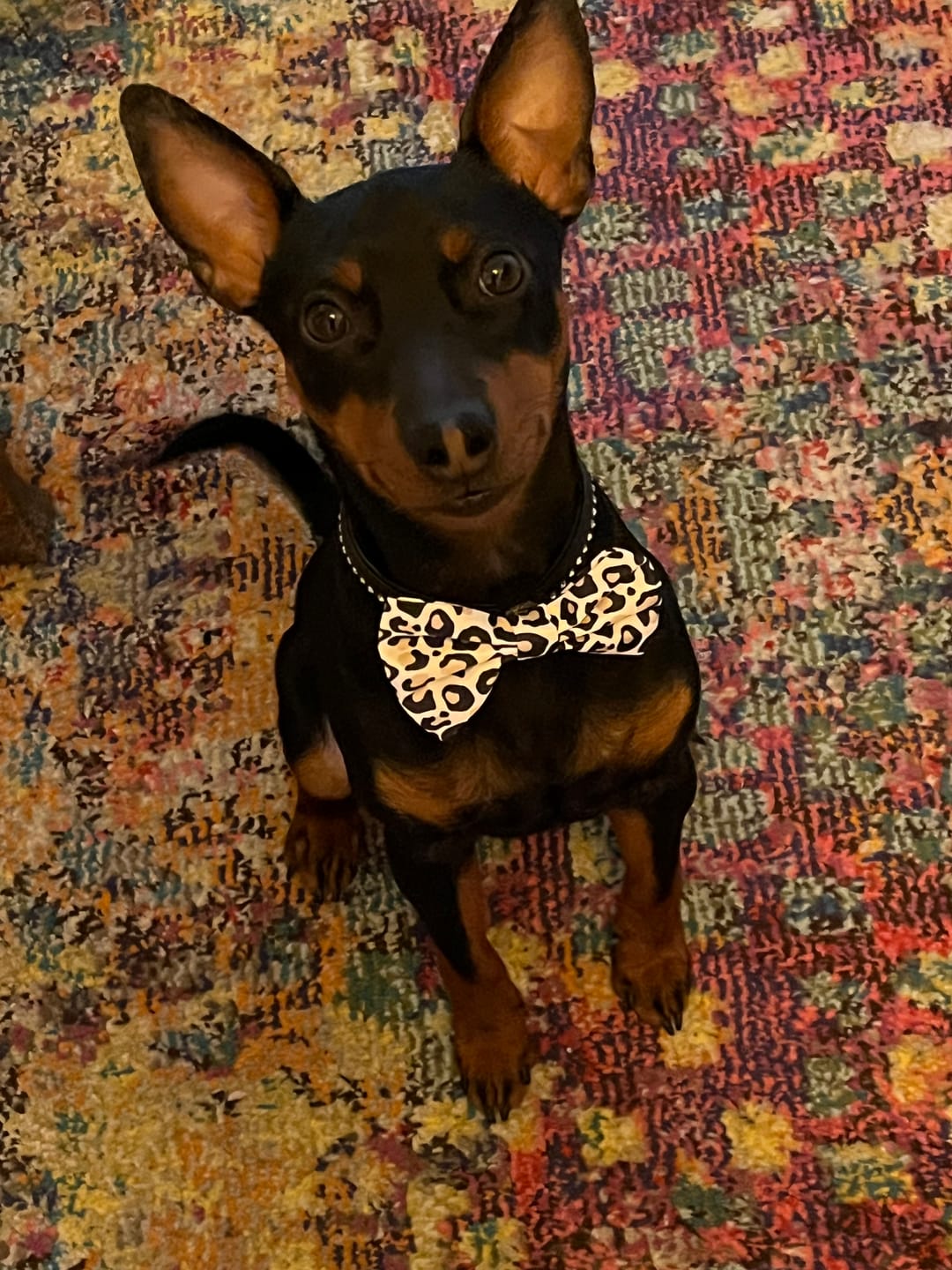 Customer photo review of Fluga - Just Leo