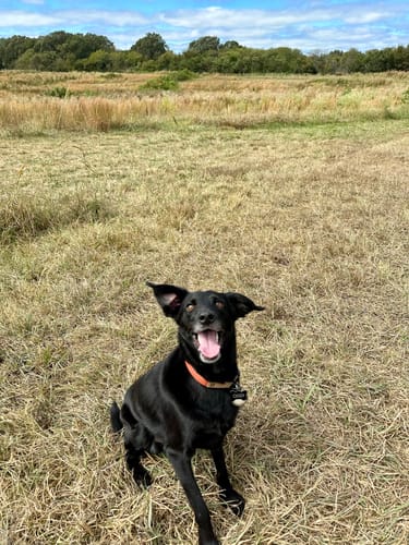 Customer photo review of Terracotta Collar (small)
