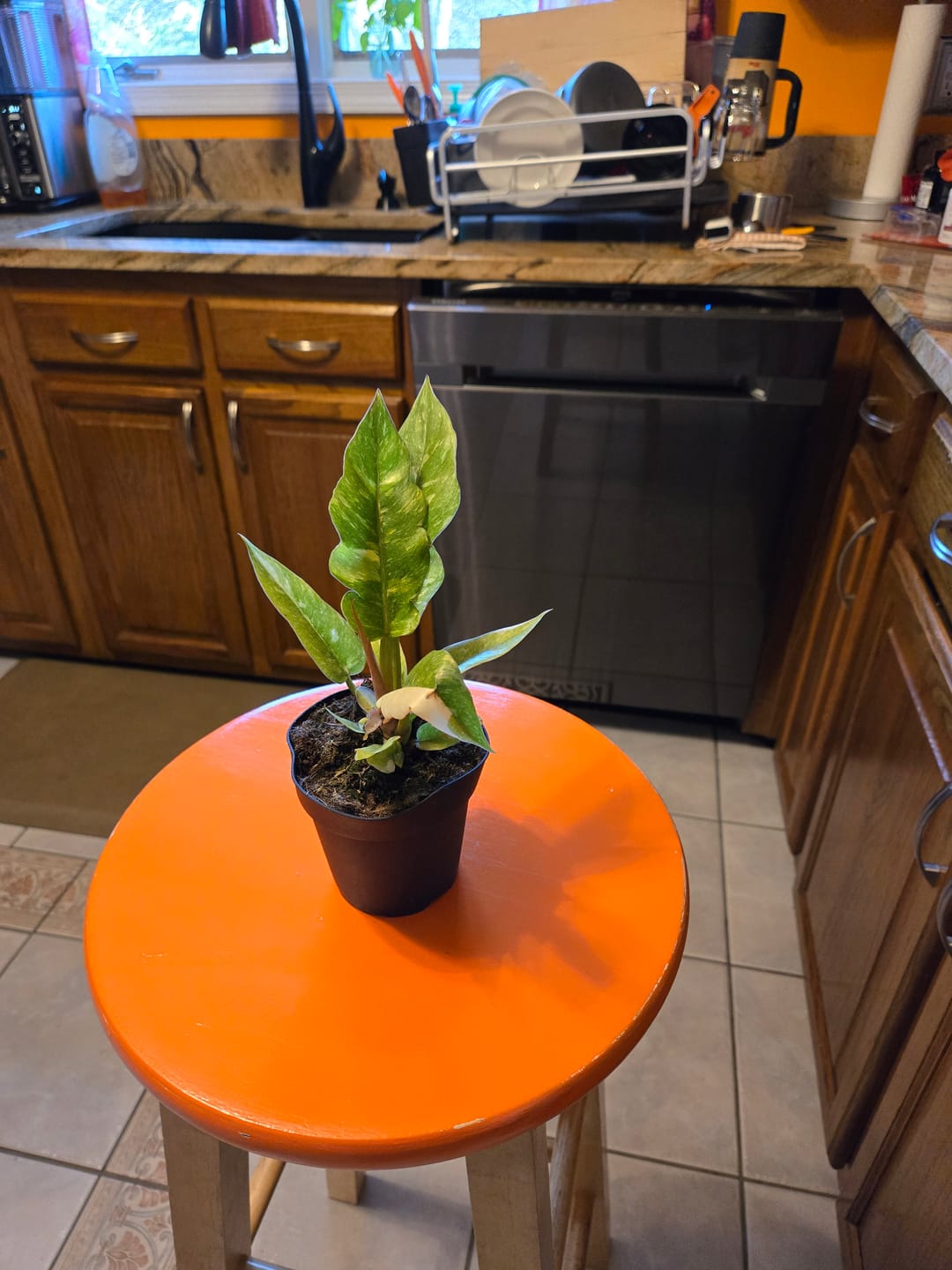 Customer photo review of Philodendron ‘Ring of Fire’
