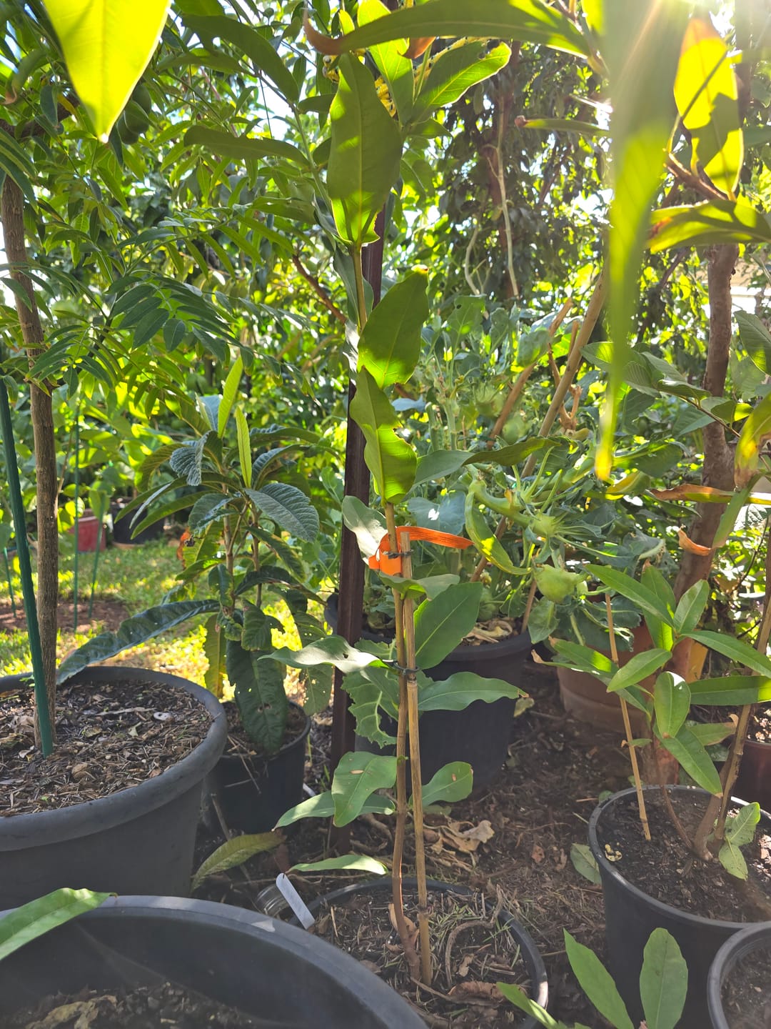 Customer photo review of Wax Jambu / Roseapple - Purple