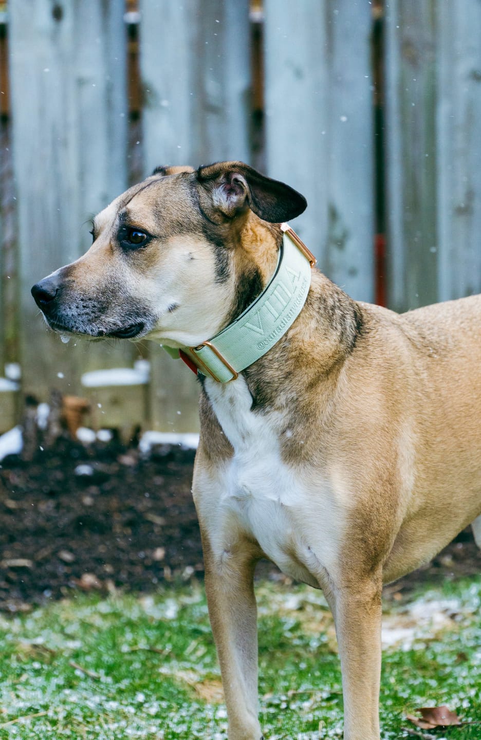 Customer photo review of 2" Tacti Luxe Dog Collar - Rose Gold - Honeydew