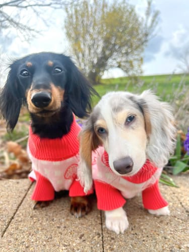 Customer photo review of Strawberry Knitted Dog Sweater