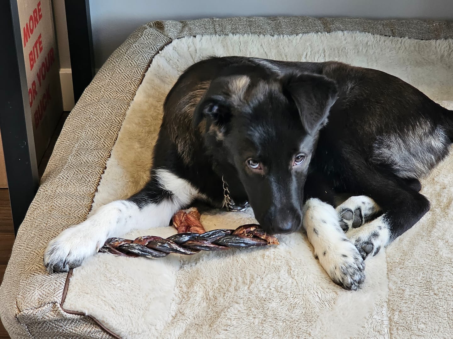 Customer photo review of 12 Inch Braided Jerky Stick