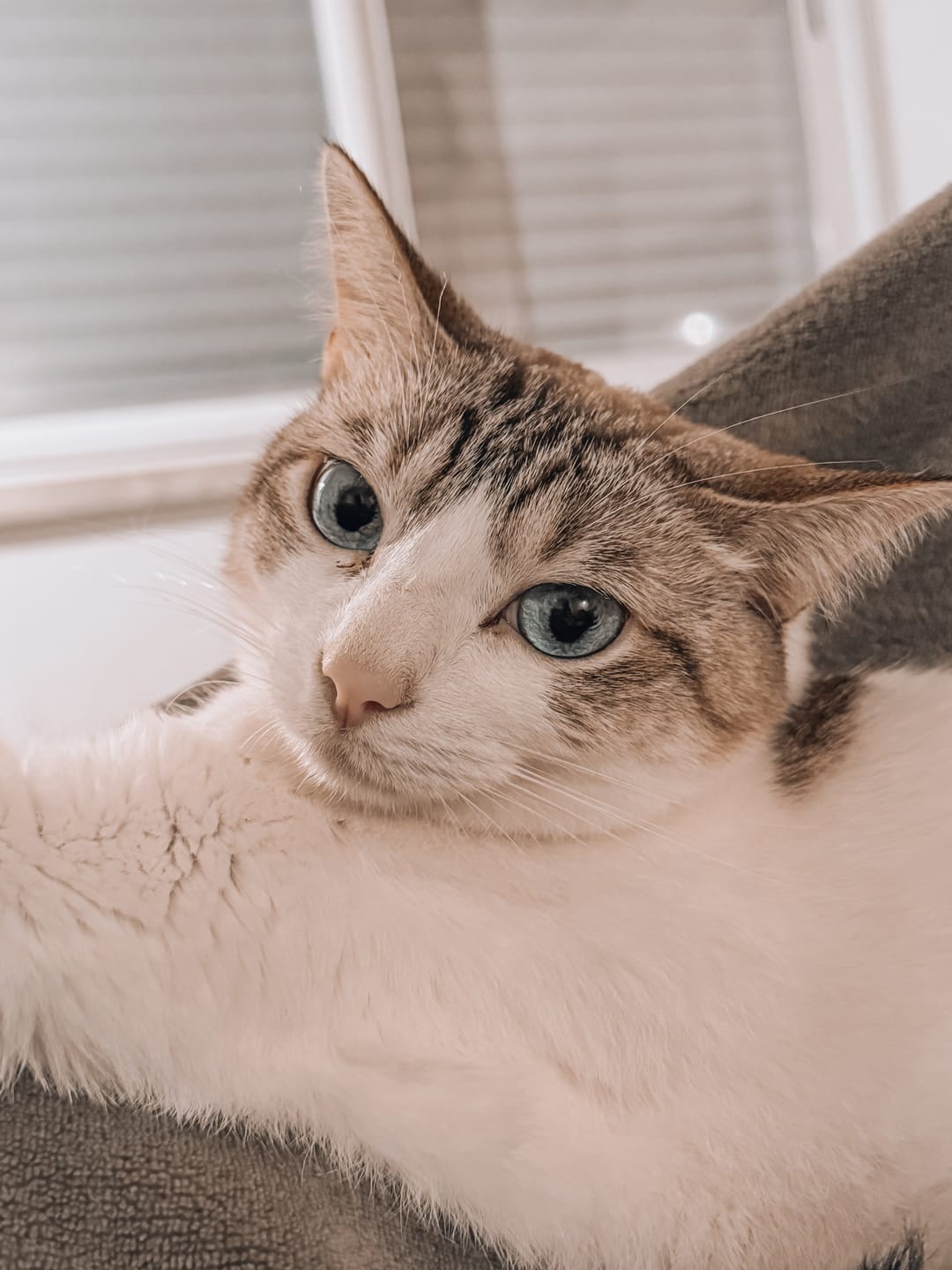 Customer photo review of CREAMY LIGHTROOM PRESETS