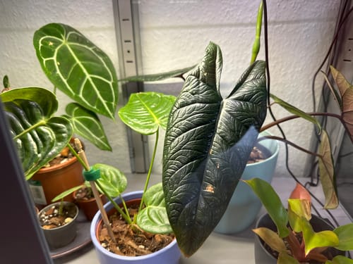 Customer photo review of Muddis Erde 15 Liter Erdmix