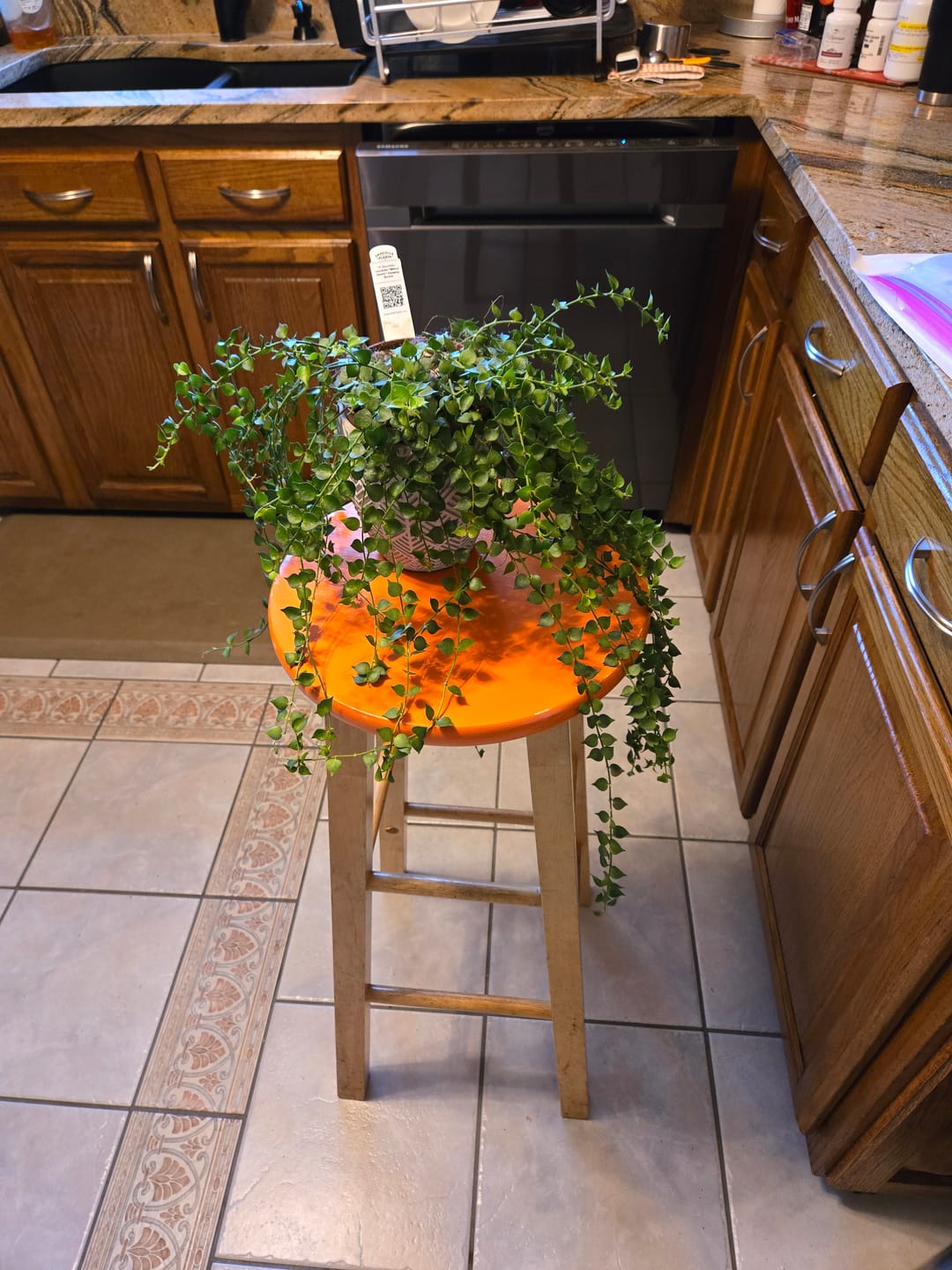Customer photo review of Dischidia ruscifolia "Million Hearts"