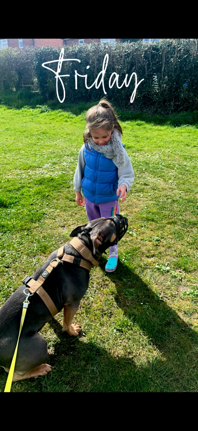 Customer photo review of TRI-Harness® | Anti-Pull, Adjustable & Durable - Dog Trainers Choice - Military Tan v2.0