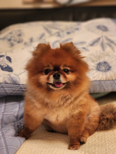 Customer photo review of Advocate (Advantage Multi) For Small Dog Upto 4kg 8.8lbs (4kg)
