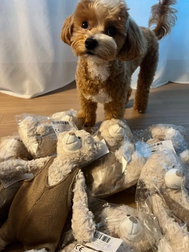 Customer photo review of Henry the bear