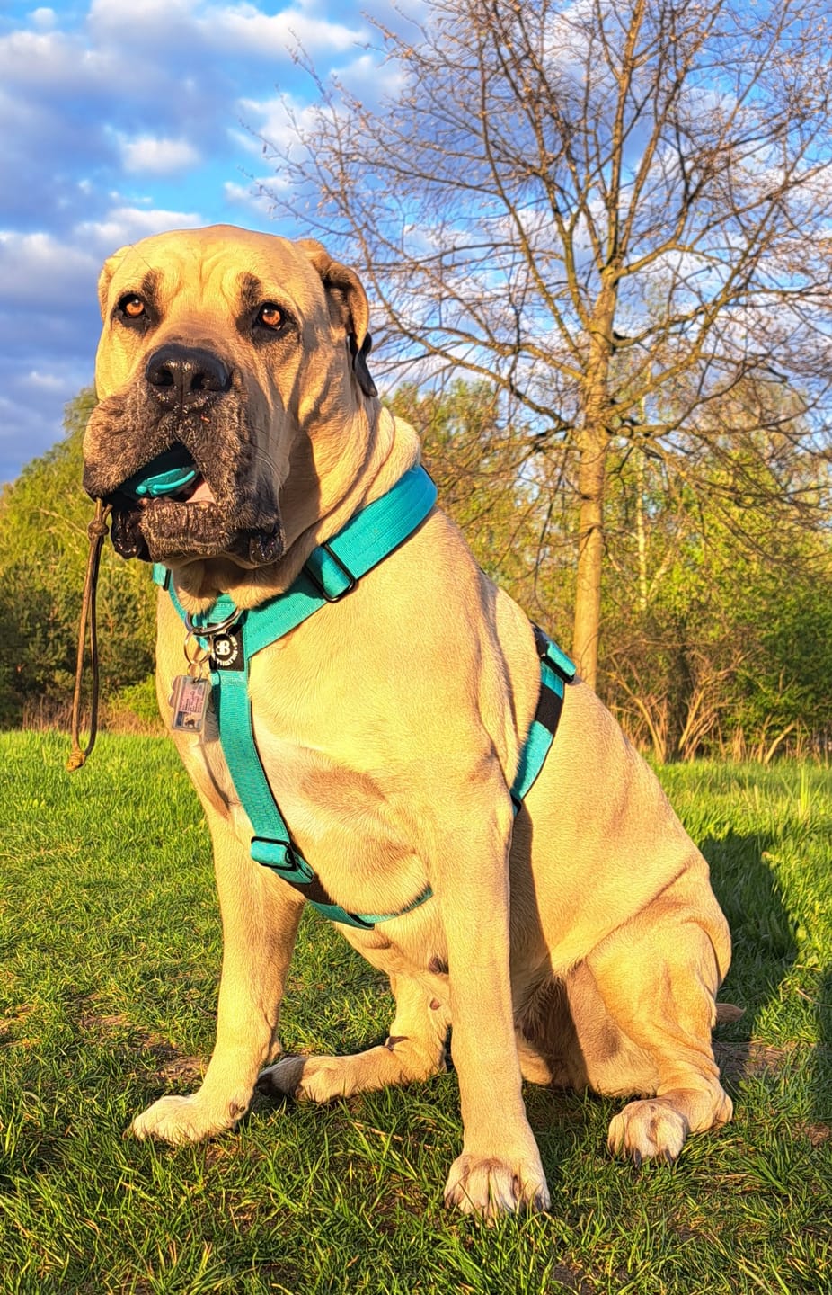 Customer photo review of TRI-Harness® | Anti-Pull, Adjustable & Durable - Dog Trainers Choice - Turquoise v2.0