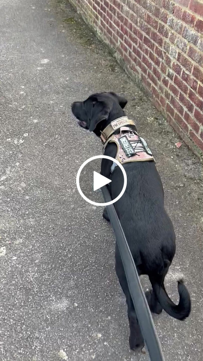 Customer video review of 1.4m Swivel Combat Lead | Neoprene Lined, Secure Rated Clip with Soft Handle - Black