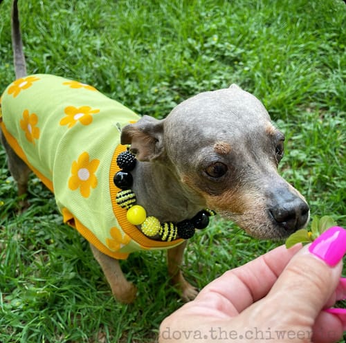 Customer photo review of Flower Power Dog T-shirt