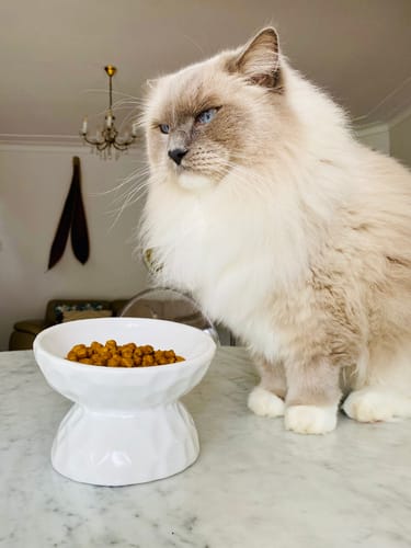 Customer photo review of Tilting Ceramic Cat Bowls With Uneven Texture