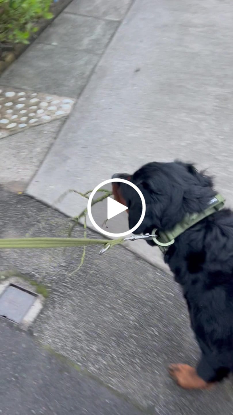 Customer video review of 4cm LIGHTER Combat® Collar | With Handle Rated Clip - Khaki x Khaki