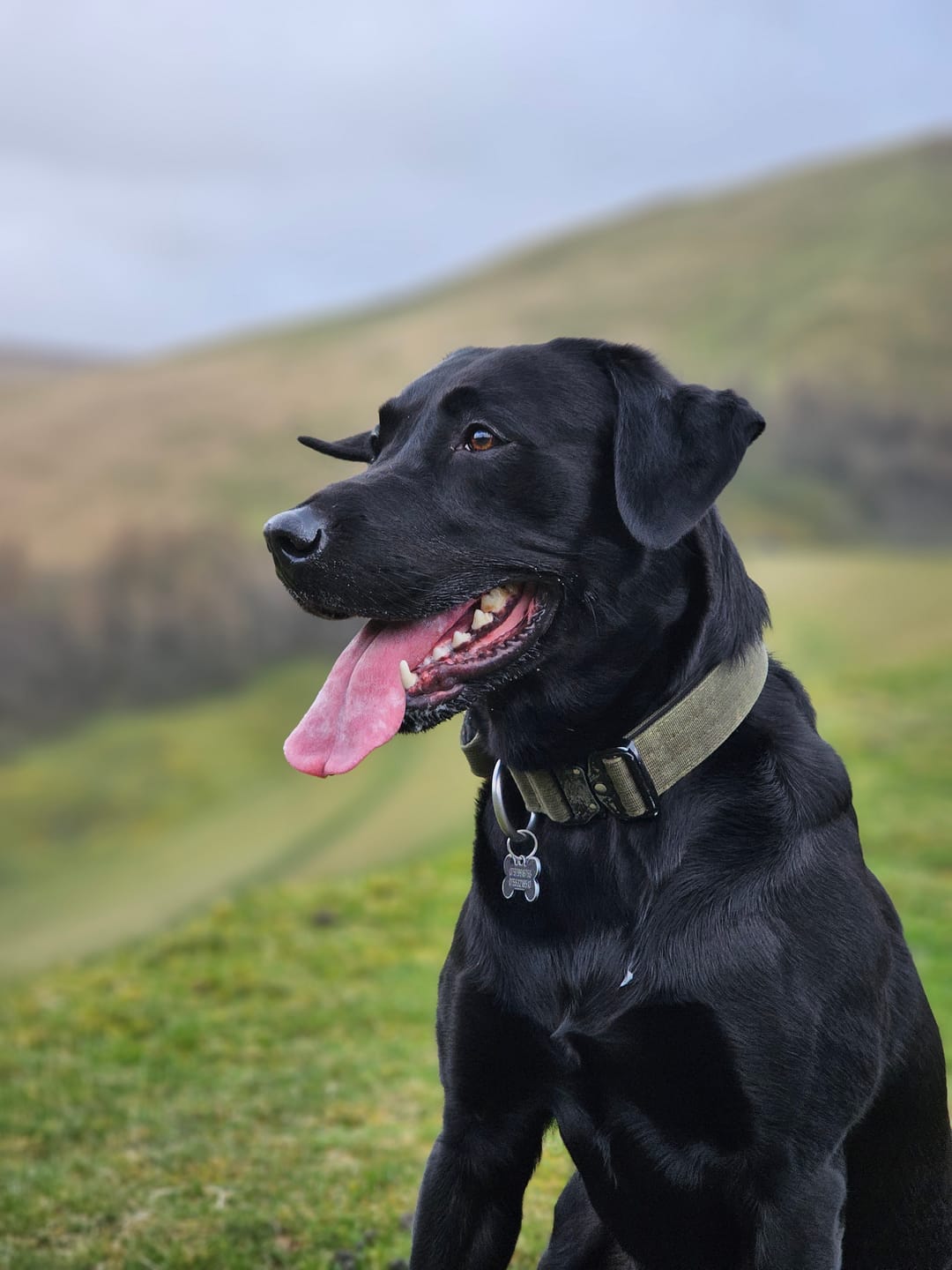Customer photo review of 4cm Combat® Collar | With Handle & Rated Clip -  Khaki v2.0