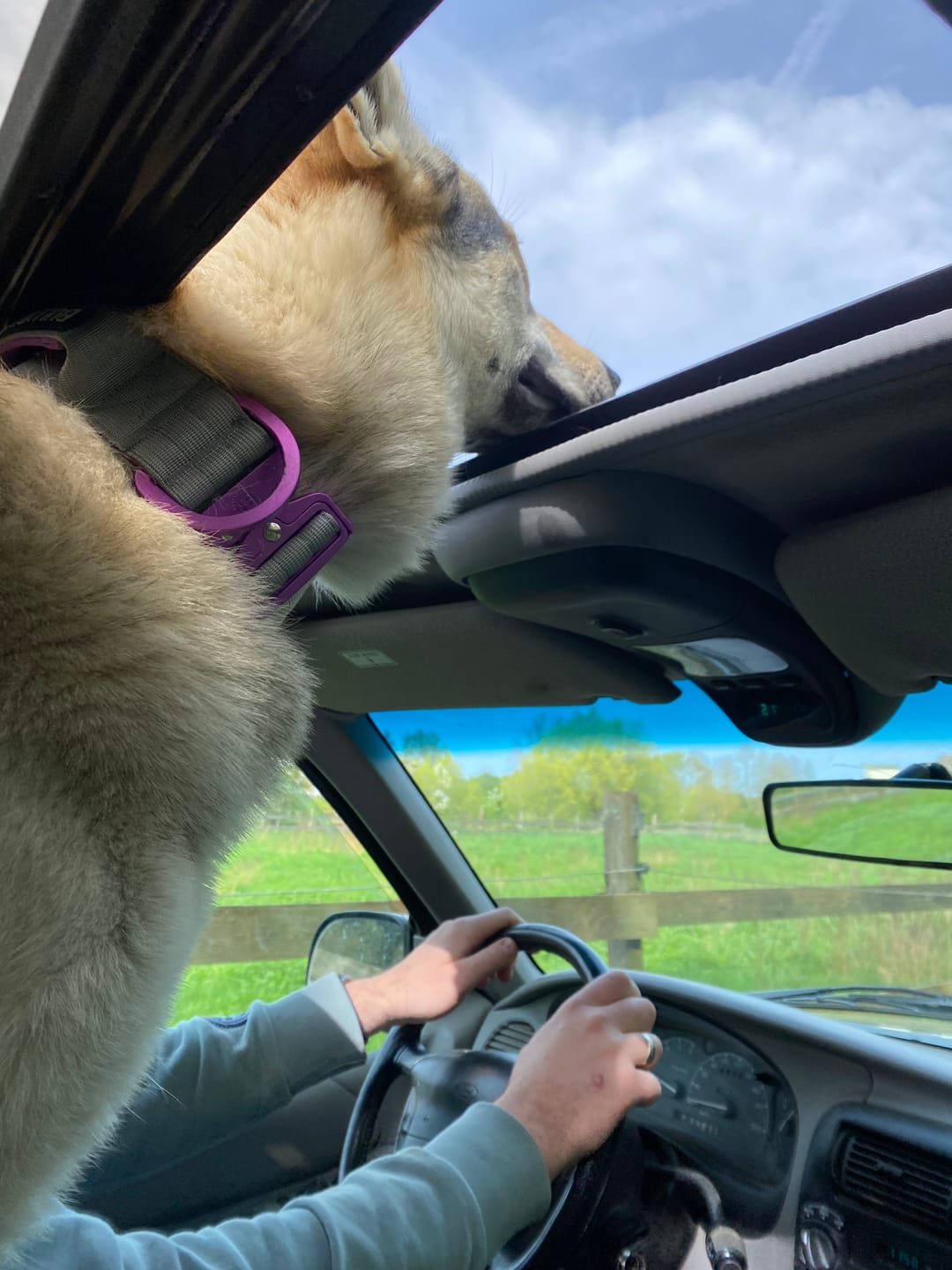 Customer photo review of 5cm LIGHTER Combat® Collar | With Handle Rated Clip - Purple & Metal Grey