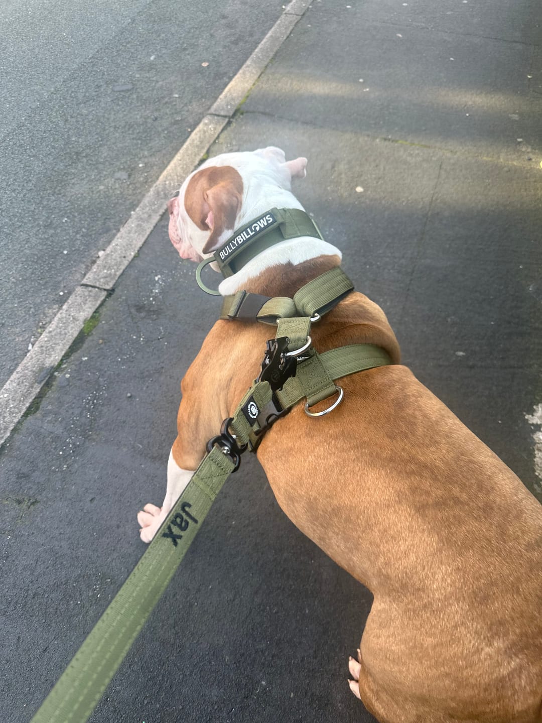 Customer photo review of 1.4m Swivel Combat Lead | Neoprene Lined, Secure Rated Clip with Soft Handle - Khaki