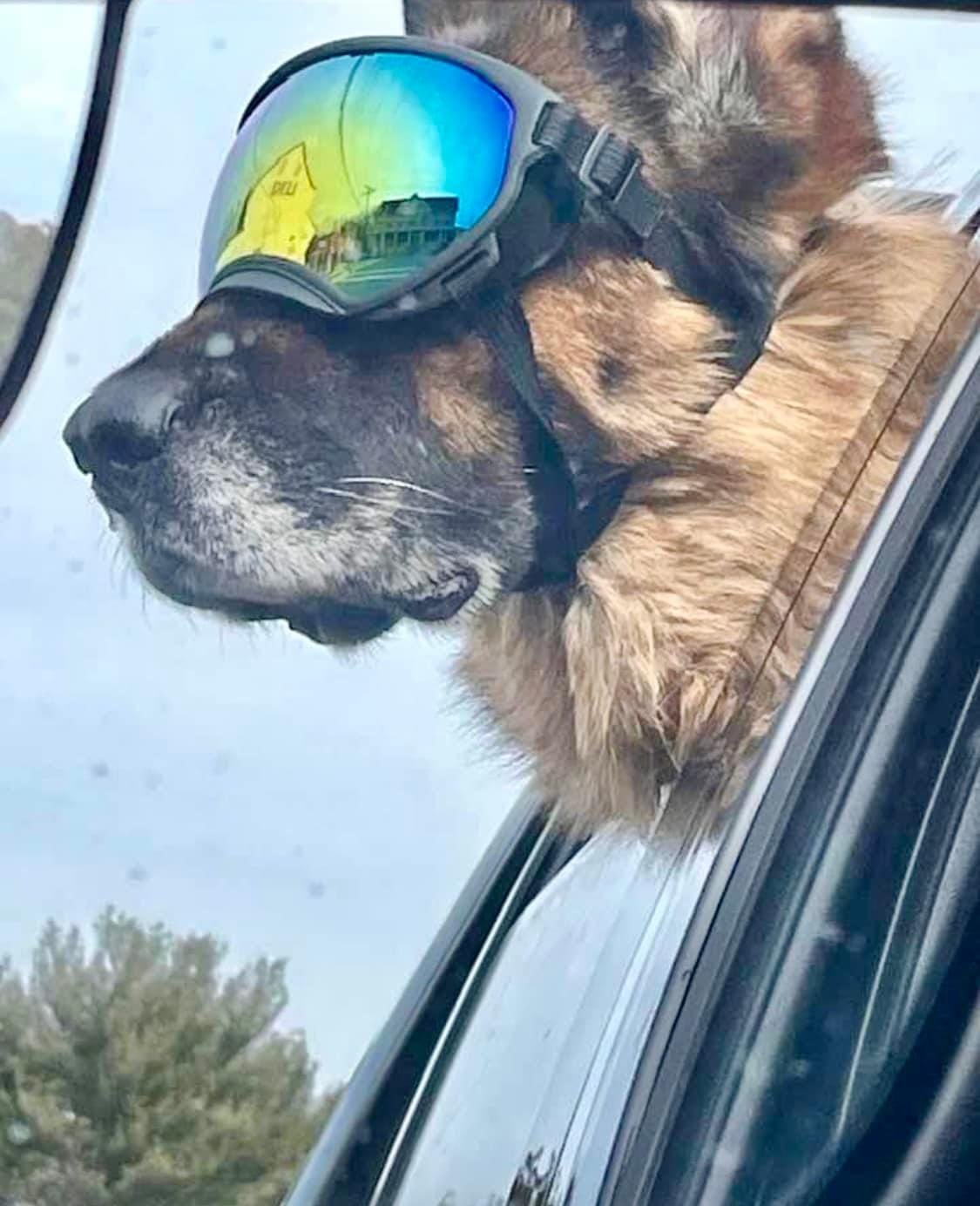 Customer photo review of Adjustable Dog Goggles (Doggles)