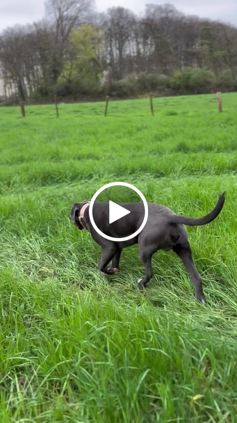 Customer video review of 5cm Combat® Collar | With Handle & Rated Clip - Military Tan v2.0