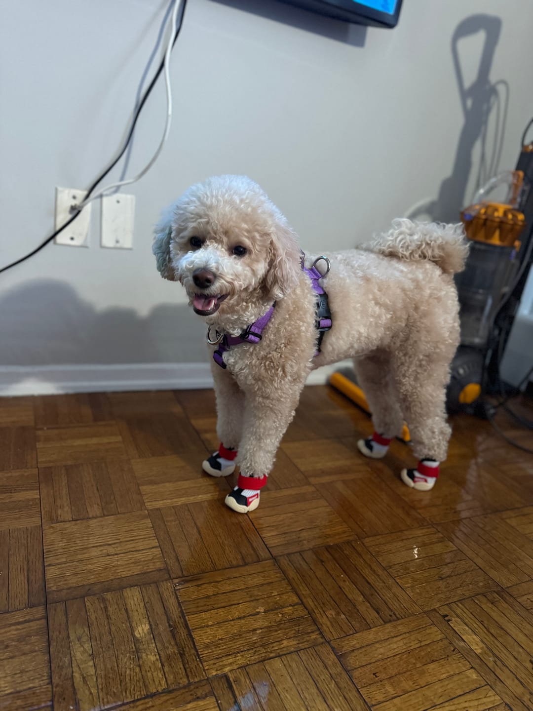 Customer photo review of Caesar 1S