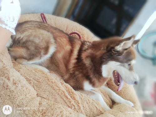 Customer photo review of Cama Antiestrés Para Perros