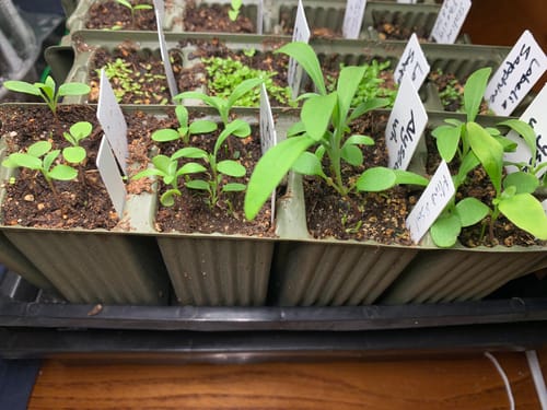 Customer photo review of WORM CASTINGS SEEDLING MIX