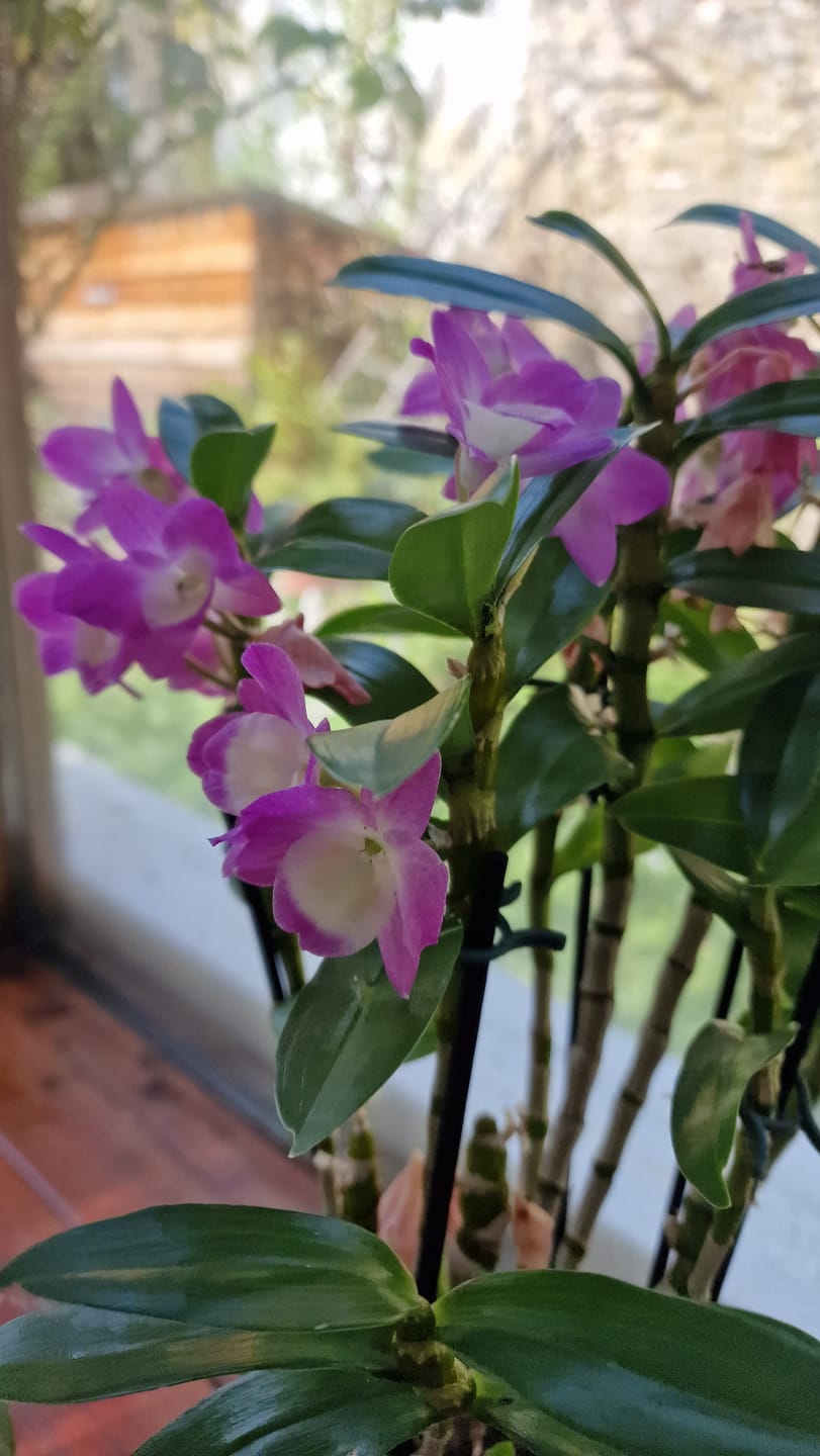 Customer photo review of Mini-Duft-Orchidee Cyrtochilum Meirax