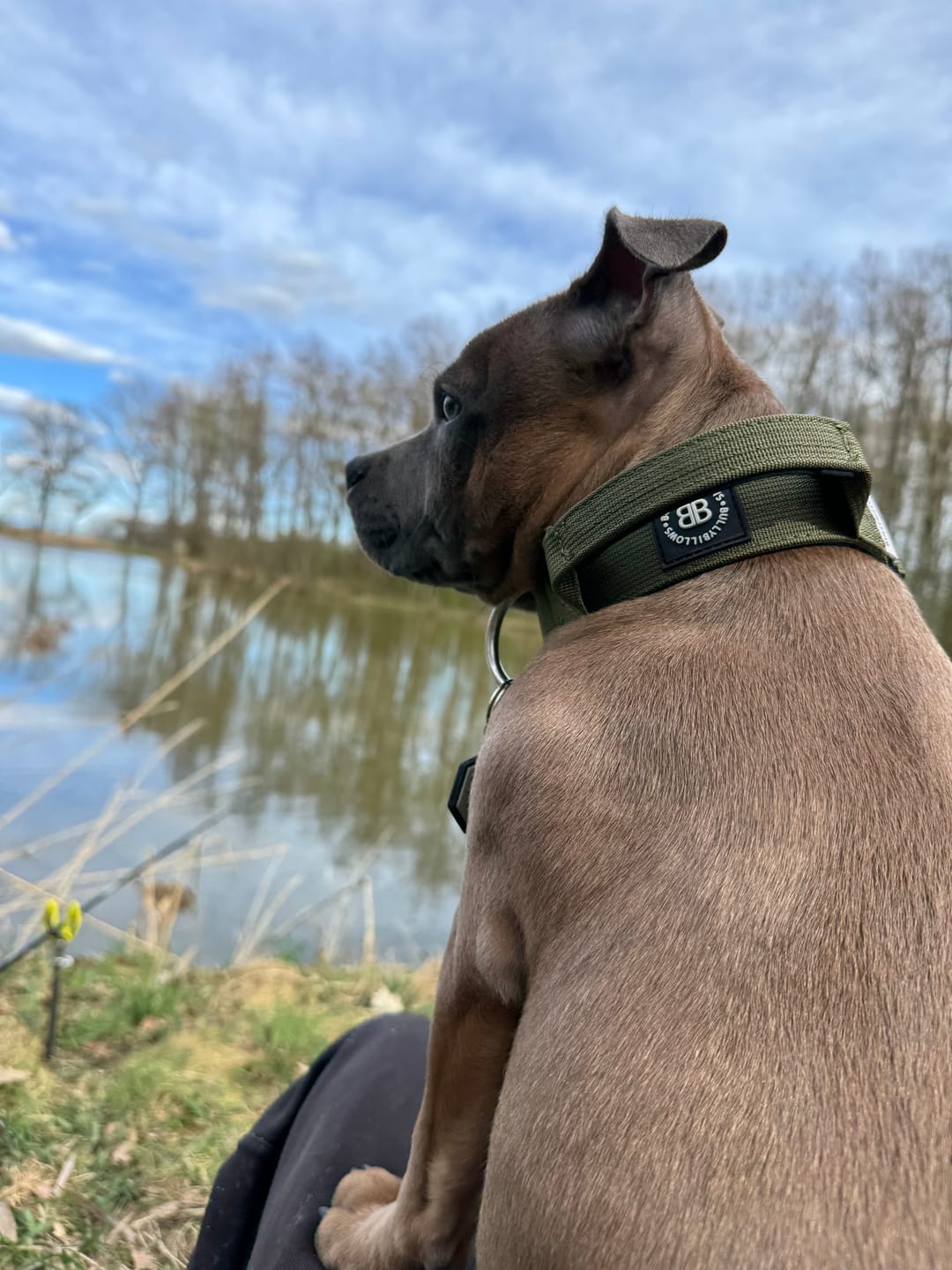 Customer photo review of 4cm Combat® Collar | With Handle & Rated Clip -  Khaki v2.0