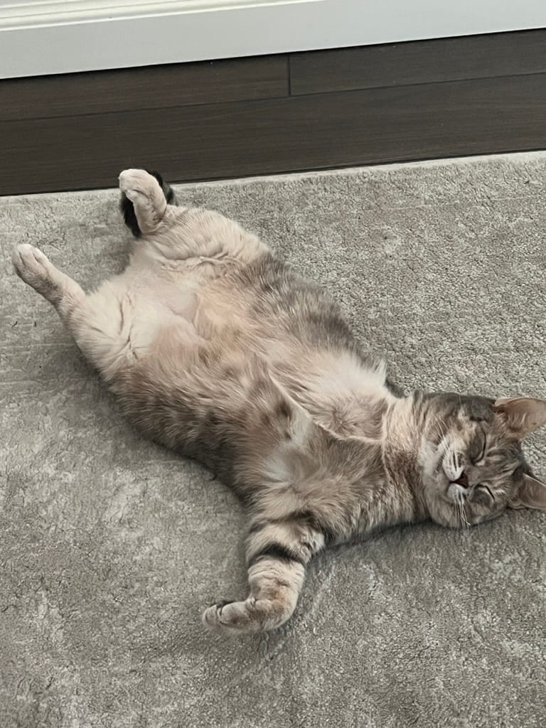Customer photo review of Royal Canin Veterinary Diet - Urinary SO + Hydrolyzed Protein Dry Cat Food